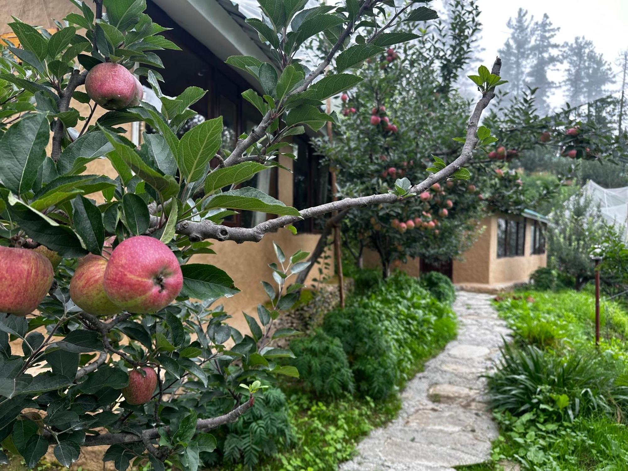 Daak Bangla Retreat Hotel Kufri Ngoại thất bức ảnh